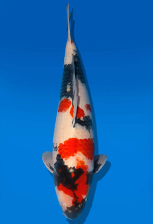 Koi Shop Dainichi Showa Nisai Monroe male 57cm T06-0170