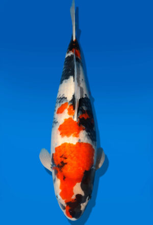 Koi Shop Dainichi Showa Nisai Monroe female 61cm T06-0174