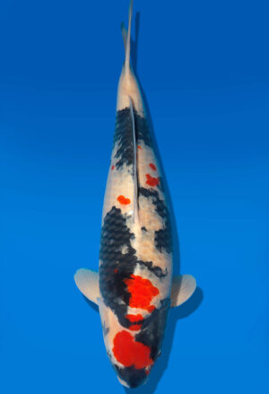 Koi Shop Dainichi Showa Nisai MonaLisa female 63cm T06-0191