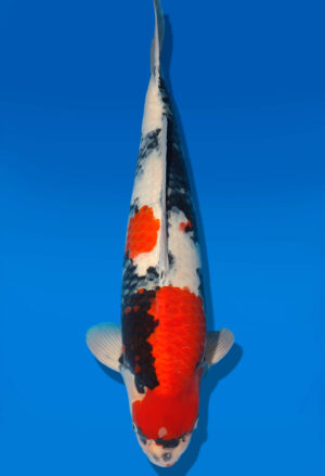 Koi Shop Dainichi Showa Nisai MonaLisa male 60cm T06-0201