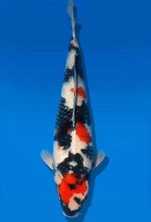 Koi Shop Dainichi Showa Nisai MonaLisa female 55cm T06-0202