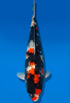 Koi Shop Dainichi Showa Nisai Monroe female 60cm T06-0212
