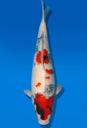 Koi Shop Dainichi Showa Nisai WhiteMonroe female 55cm T06-0210