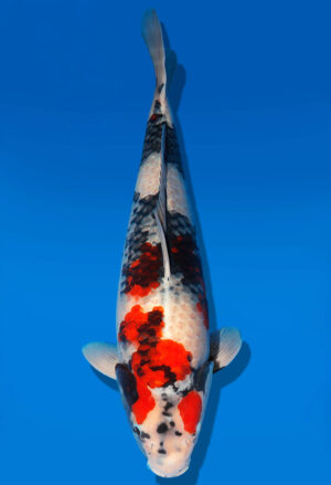 Koi Shop Dainichi Showa Nisai MonaLisa female 55cm T06-0214