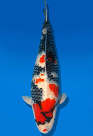 Koi Shop Dainichi Showa Nisai MonaLisa female 60cm T06-0211