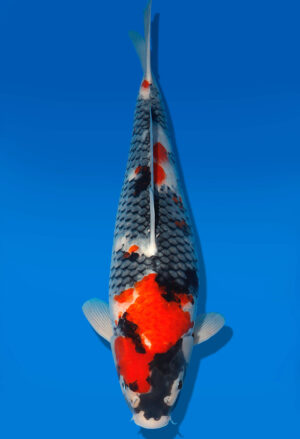 Koi Shop Dainichi Showa Nisai MonaLisa female 54cm T06-0222