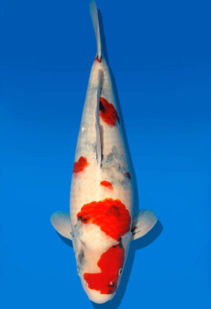 Koi Shop Dainichi Showa Nisai BlackMonroe female 53cm T06-0225