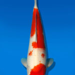 Koi Auktion Dainichi Kohaku JumboTosai WhiteDragon - 36cm GT2-0282