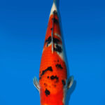 Koi Auktion Dainichi Sanke JumboTosai NewMSanke - 28cm GT2-0284