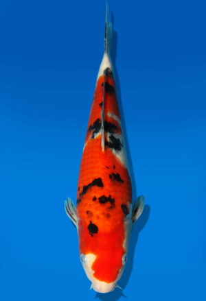 Koi Auktion Dainichi Sanke JumboTosai NewMSanke - 28cm GT2-0284