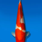 Koi Auktion Dainichi Kohaku JumboTosai RedDragon - 36cm GT3-0285