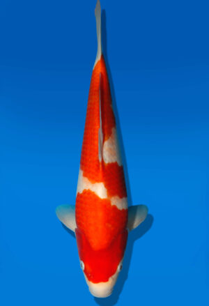 Koi Auktion Dainichi Kohaku JumboTosai RedDragon - 36cm GT3-0285