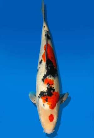 Koi Auktion Dainichi Sanke JumboTosai MSankeJr. - 35cm GT3-0286