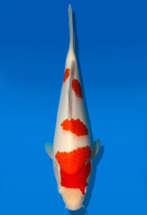 Koi Auktion Dainichi Kohaku JumboTosai WhiteDragon - 29cm GT3-0287