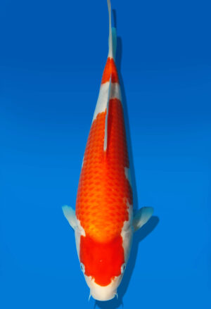 Koi Auktion Dainichi Kohaku JumboTosai RedDragon - 32cm GT3-0288
