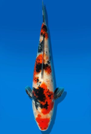 Koi Auktion Dainichi Sanke JumboTosai NewMSanke - 34cm GT3-0292