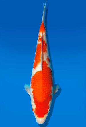 Koi Auktion Dainichi Kohaku JumboTosai WhiteDragon - 27cm GT3-0293
