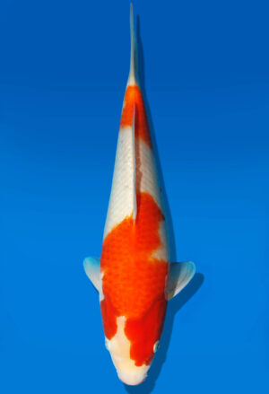 Koi Auktion Dainichi Kohaku JumboTosai RedDragon - 31cm GT3-0289