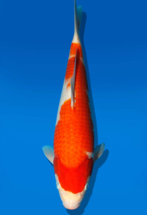 Koi Auktion Dainichi Kohaku JumboTosai WhiteTiger - 32cm GT3-0290