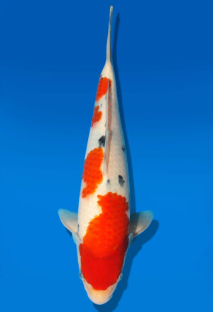 Koi Auktion Dainichi Sanke JumboTosai MSankeJr. - 28cm GT3-0297