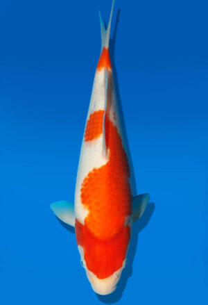Koi Auktion Dainichi Kohaku JumboTosai WhiteTiger - 27cm GT3-0298