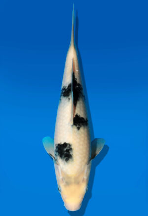 Koi Auktion Dainichi Shiro JumboTosai GatchaMonroe - 25cm GT6-0300