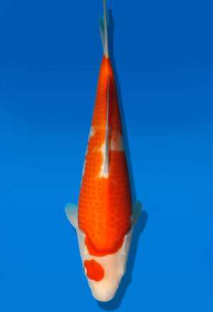 Koi Auktion Dainichi Kohaku JumboTosai WhiteTiger - 31cm GT6-0294