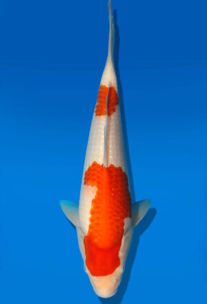 Koi Auktion Dainichi Kohaku JumboTosai WhiteTiger - 28cm GT6-0301