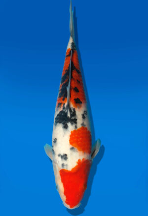 Koi Auktion Dainichi Sanke JumboTosai MSankeJr. - 30cm GT6-0302