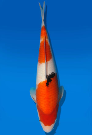 Koi Auktion Dainichi Sanke JumboTosai MSankeJr. - 31cm GT6-0303