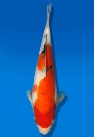 Koi Auktion Dainichi Sanke JumboTosai MSankejr. - 27cm GT6-0304