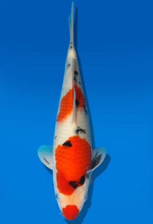 Koi Auktion Dainichi Sanke JumboTosai MSankeJr. - 26cm GT6-0305