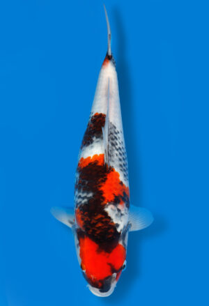 Koi Shop Dainichi Showa JumboTosai MonaLisa - 46cm T11-1313
