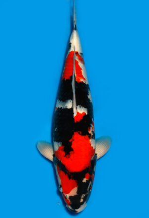 Koi Shop Dainichi Showa Nisai Monroe female 52cm T15-0179