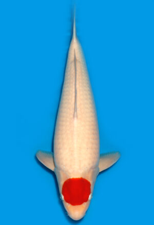 Koi Shop Dainichi Tancho Nisai RedTiger female 53cm T15-0218