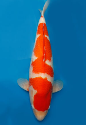 Koi Shop Dainichi Kohaku Nisai SuperRikidozan female 60cm T14-0132