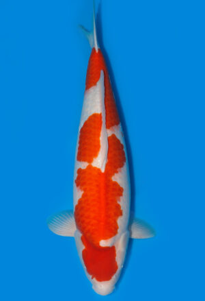 Koi Shop Dainichi Kohaku Nisai RedTiger female 70cm T15-0326