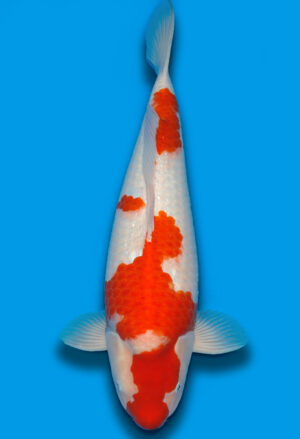 Koi Shop Dainichi Kohaku Nisai WhiteTiger female 63cm T15-0327