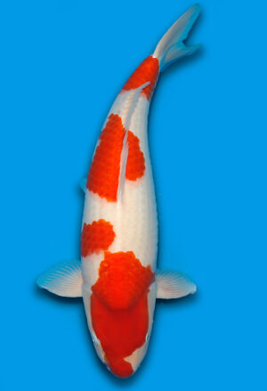 Koi Shop Dainichi Kohaku Nisai RedTiger female 63cm T15-0328