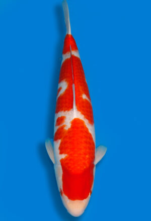 Koi Shop Dainichi Kohaku Nisai DMM female 68cm T15-1006
