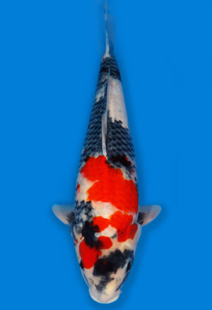 Koi Shop Dainichi Showa JumboTosai MonaLisa - 52cm T06-1500
