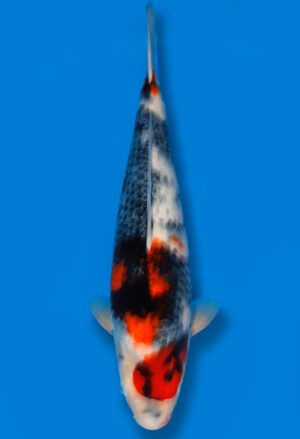Koi Shop Dainichi Showa JumboTosai Monroe - 48cm T06-1060