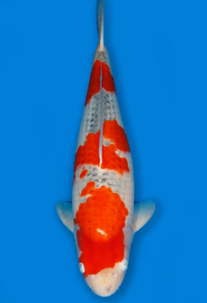 Koi Shop Kanno Goshiki Nisai Kanno female 61cm T14-1529