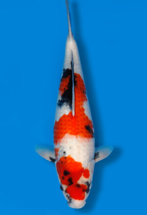 Koi Shop Dainichi Showa JumboTosai MonaLisa - 50cm T06-1053