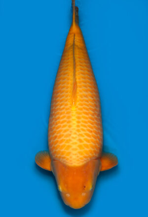 Koi Auktionen Dainichi Karashigoi Yonsai YellowMonkey female 74cm T15-0552