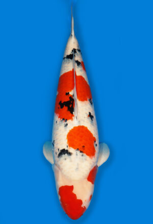 Koi Shop Dainichi Sanke Nisai MrBig female 66cm T14-1531