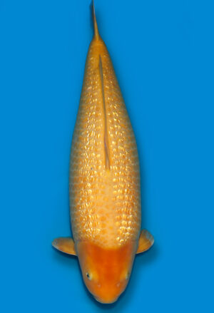 Koi Auktionen Dainichi GinrinKarashigoi Yonsai YellowMonkey female 69cm T15-0553