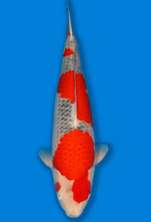 Koi Shop Kanno Goshiki Nisai Kanno - 61cm T14-1527