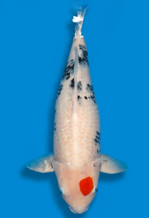 Koi Shop Dainichi TanchoShowa Sansai MonaLisa female 79cm T15-0570