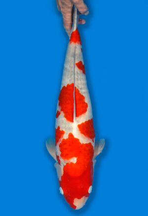 Koi Shop Kanno Goshiki Nisai Kanno female 60cm T14-1549